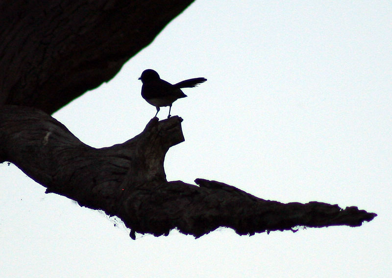 [7780.willie+wagtail+silhouette.jpg]