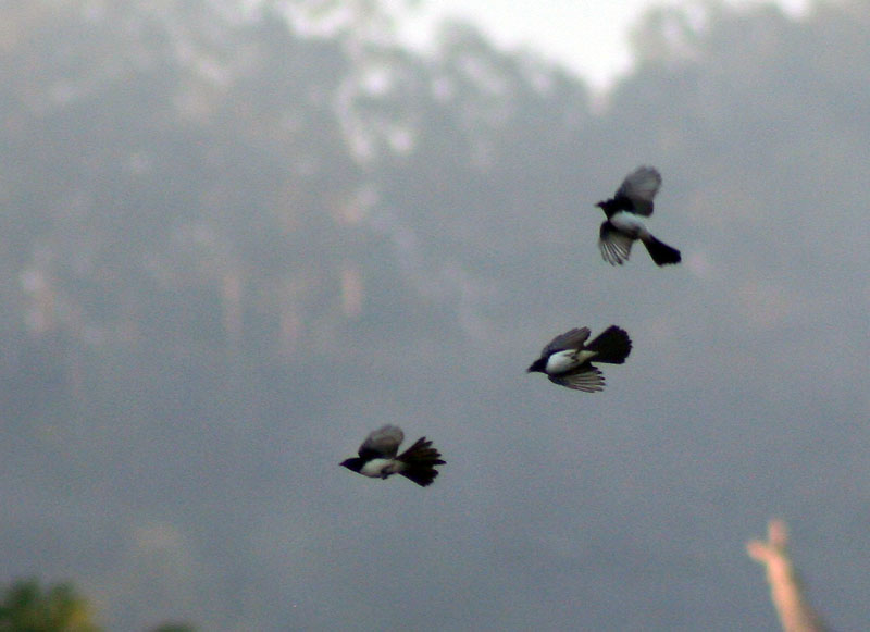 [8046.willy+wagtails+in+flight.jpg]