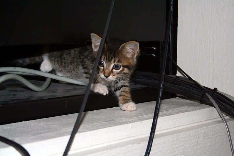 [0622.aisling.kitten+and+wires.jpg]