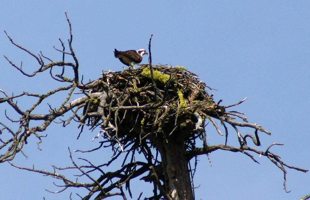[2168.eastern+oregon.osprey+nest.jpg]