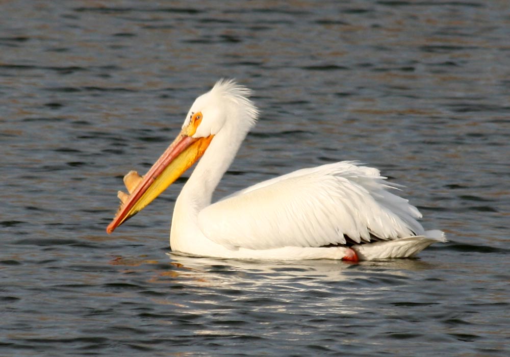 [0586.denver.white+pelican.jpg]