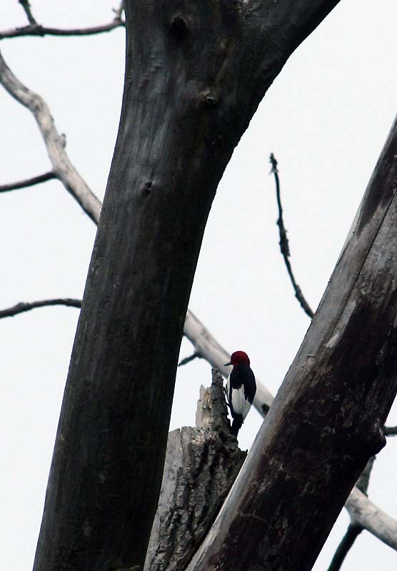 [2889.mudhen+marsh.red-headed+woodpecker.jpg]