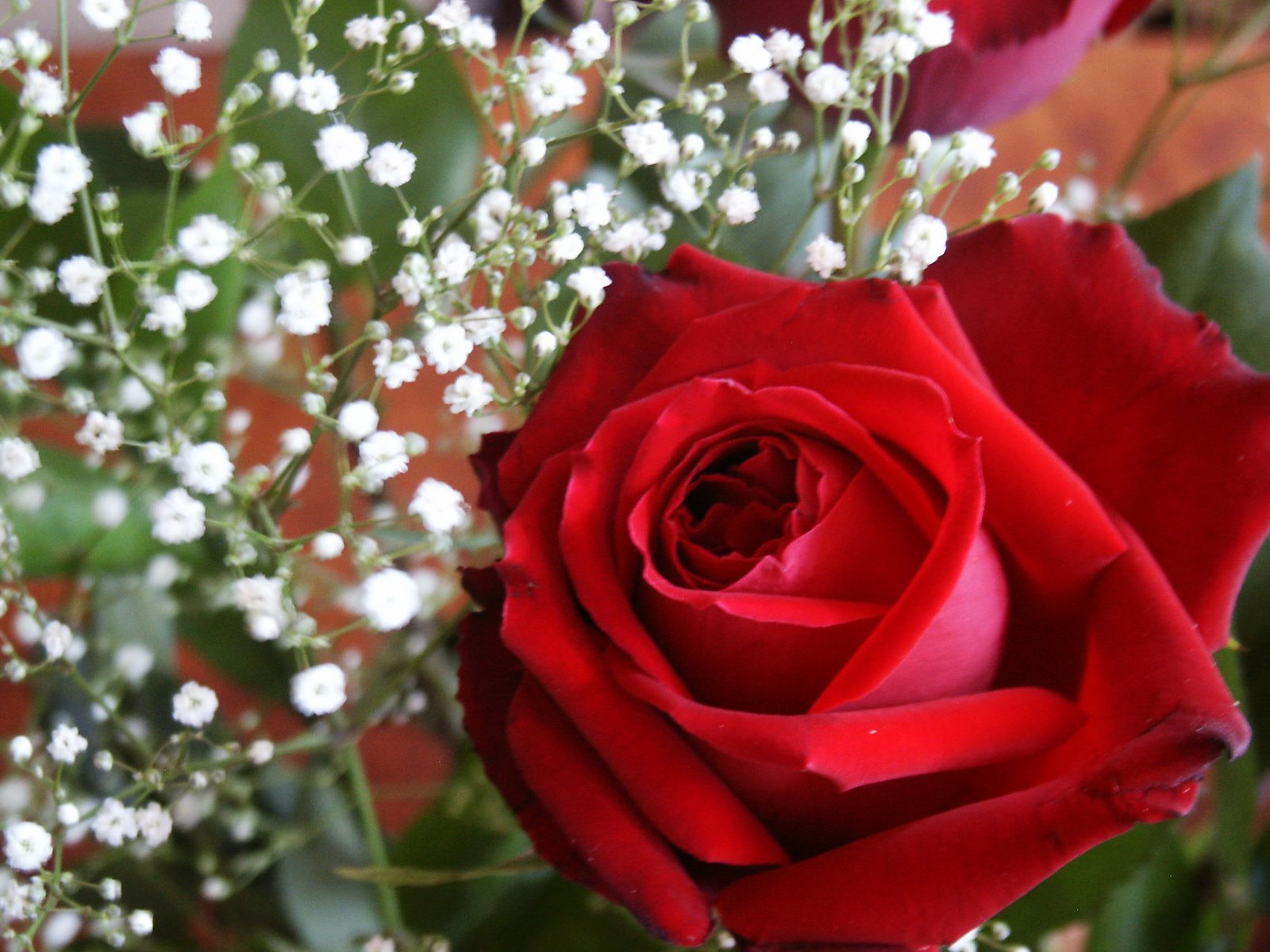 [Valentine+roses+-+4.jpg]