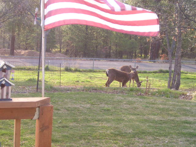 [deer+in+front+yard+flag+007.jpg]