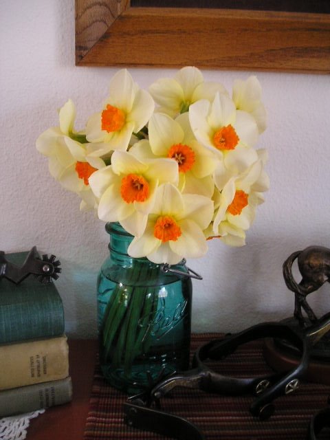[orange+and+cream+daffodils.JPG]