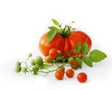 [tomato+web.jpg]