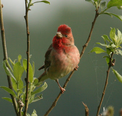 عصفور سيناء الوردي .. Common+rosefinch