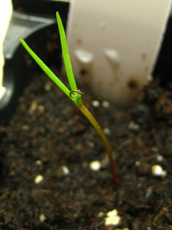 [2007-05-14+-+seed_1+-+seed+leaf+shriveling.jpg]