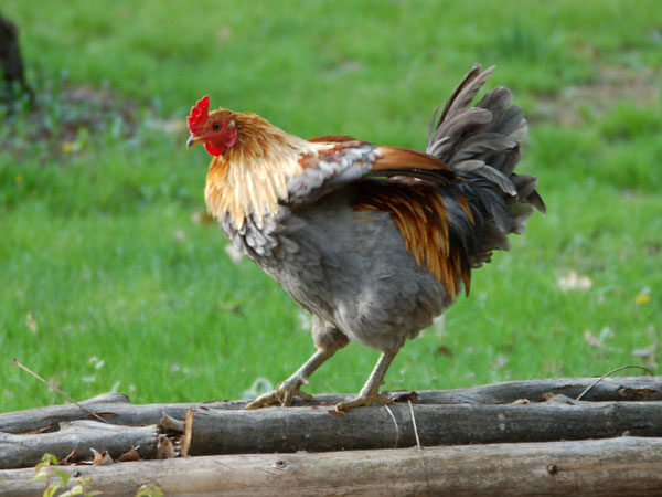 [rooster1.jpg]