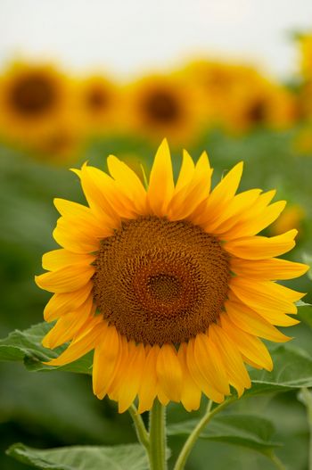 [sun+flower01.jpg]