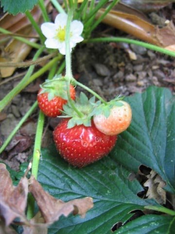 [Seascape+Strawberries.JPG]
