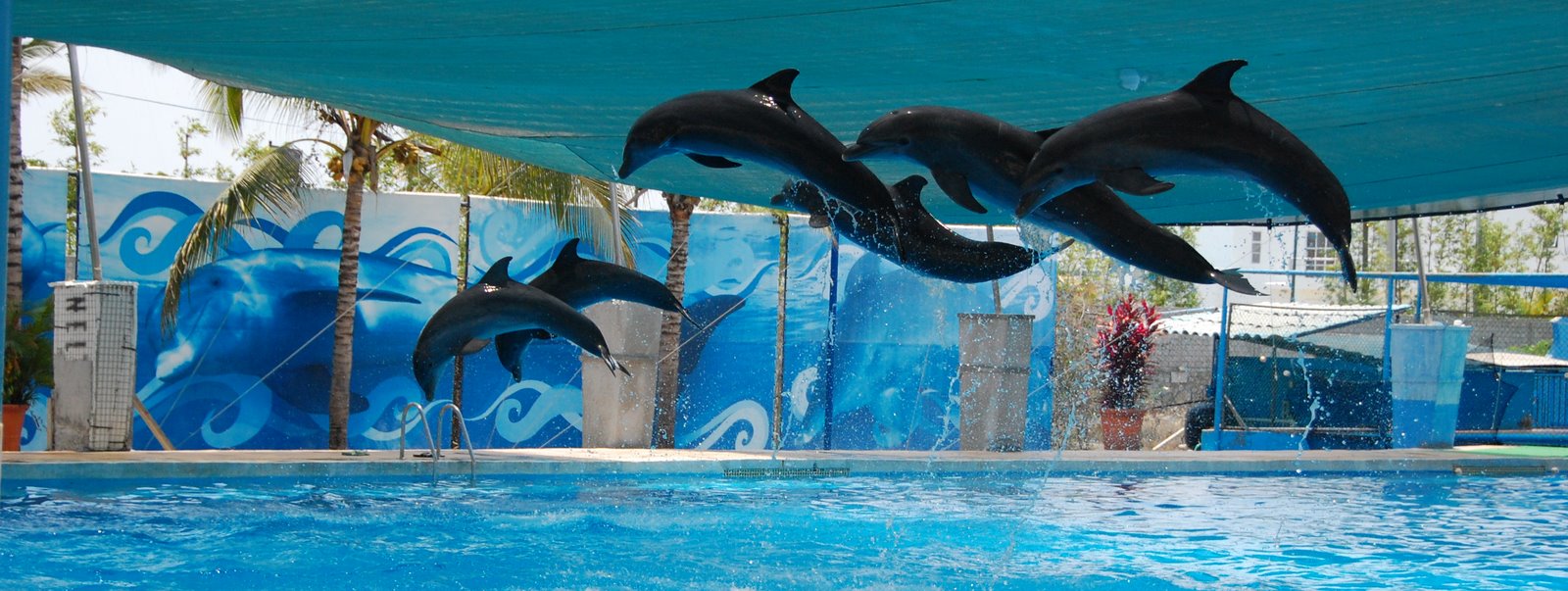 [Jumping+Dolphins.jpg]