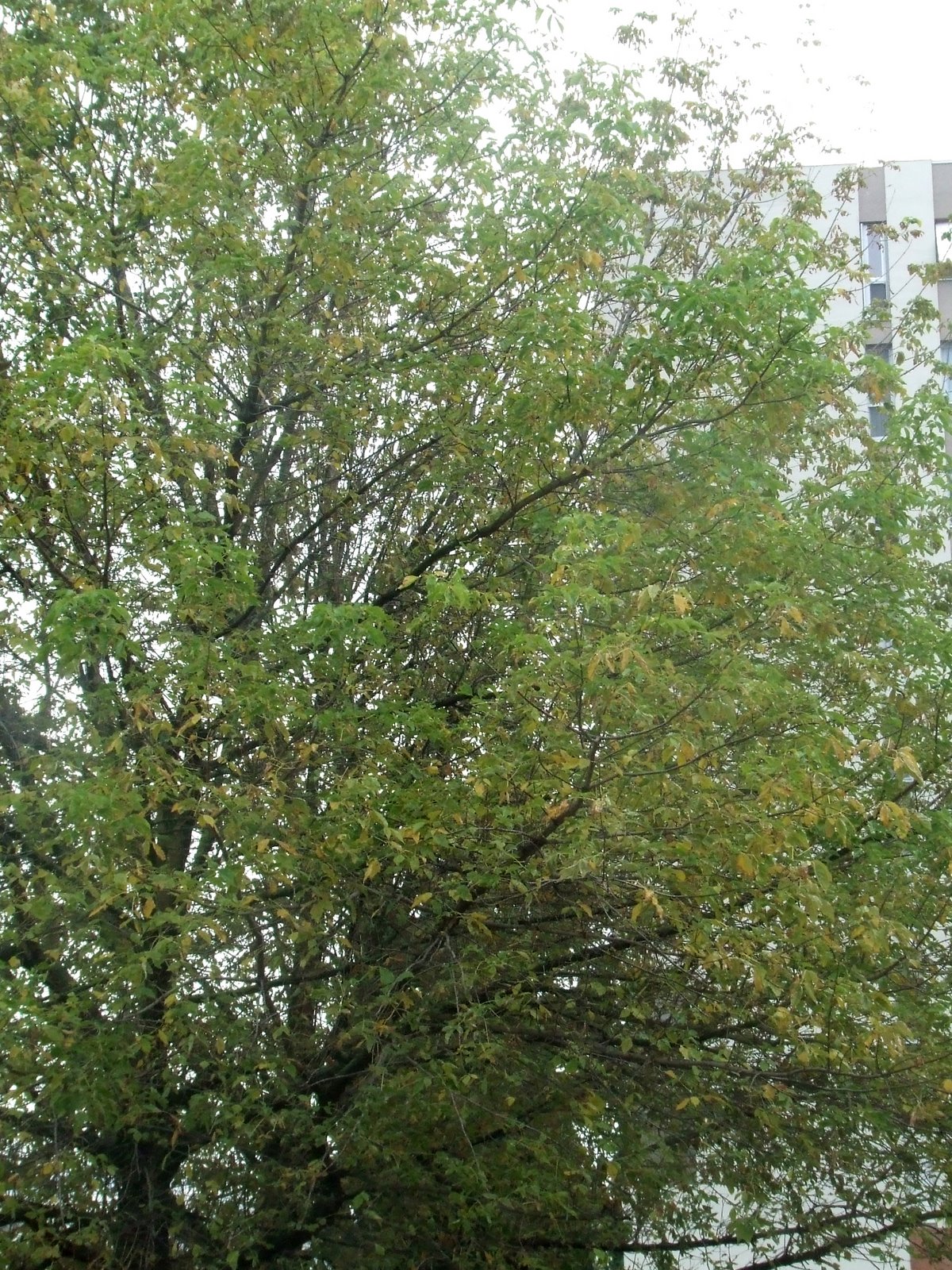 [Fall+tree.jpg]