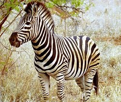 [250px-Beautiful_Zebra_in_South_Africa.jpg]