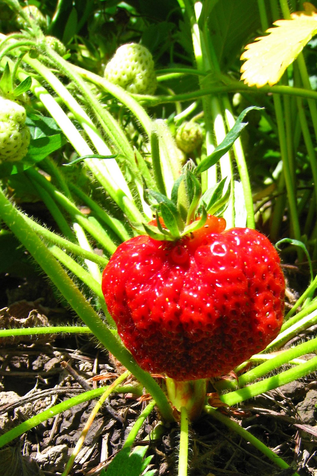 [strawberry+on+vine.jpg]