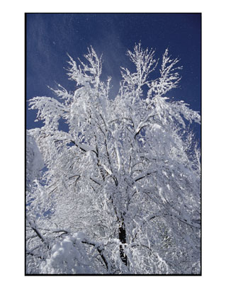 [106653~Snow-Paints-Trees-White-in-the-Woods-of-New-York-Posters.jpg]