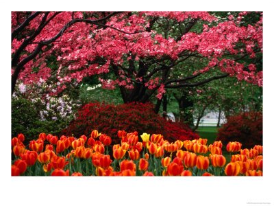 [BN2990_11~Spring-Flowers-on-Capitol-Hill-Washington-Dc-USA-Posters.jpg]