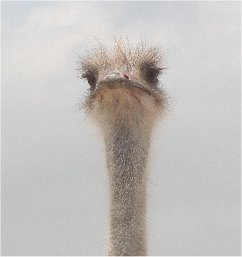 [ostrich.jpg]