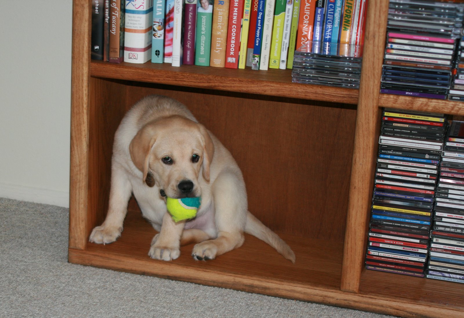 [Cute+puppy+Cooper+-+with+ball+in+the+bookcase.JPG]