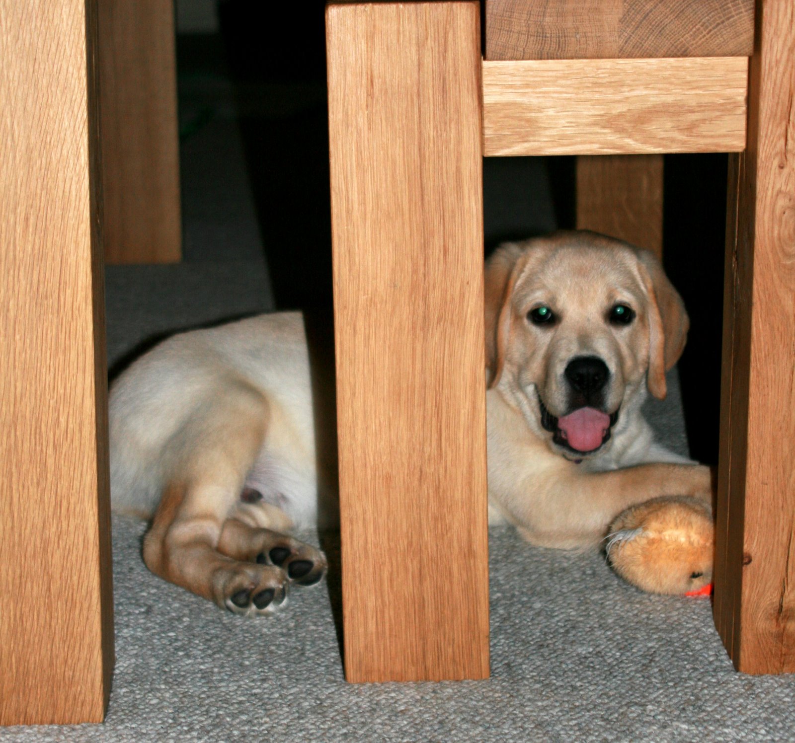[Growing+puppy+Cooper+under+the+table.JPG]