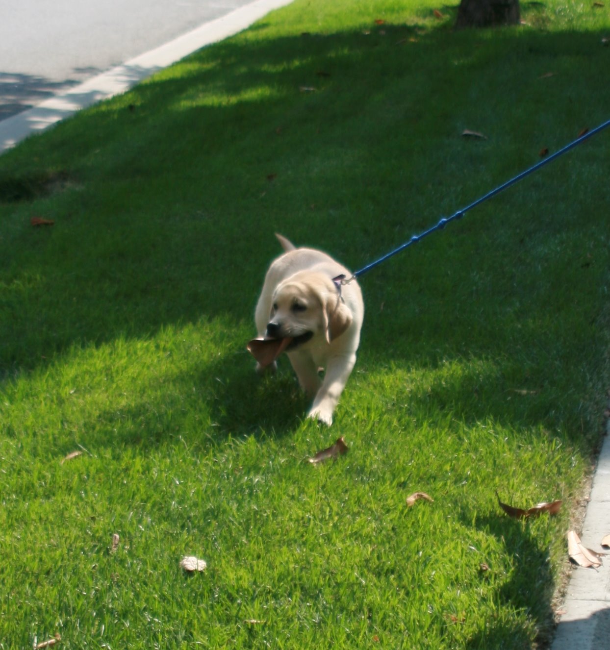 [Puppy+Coopers+first+walk+with+leaf.JPG]