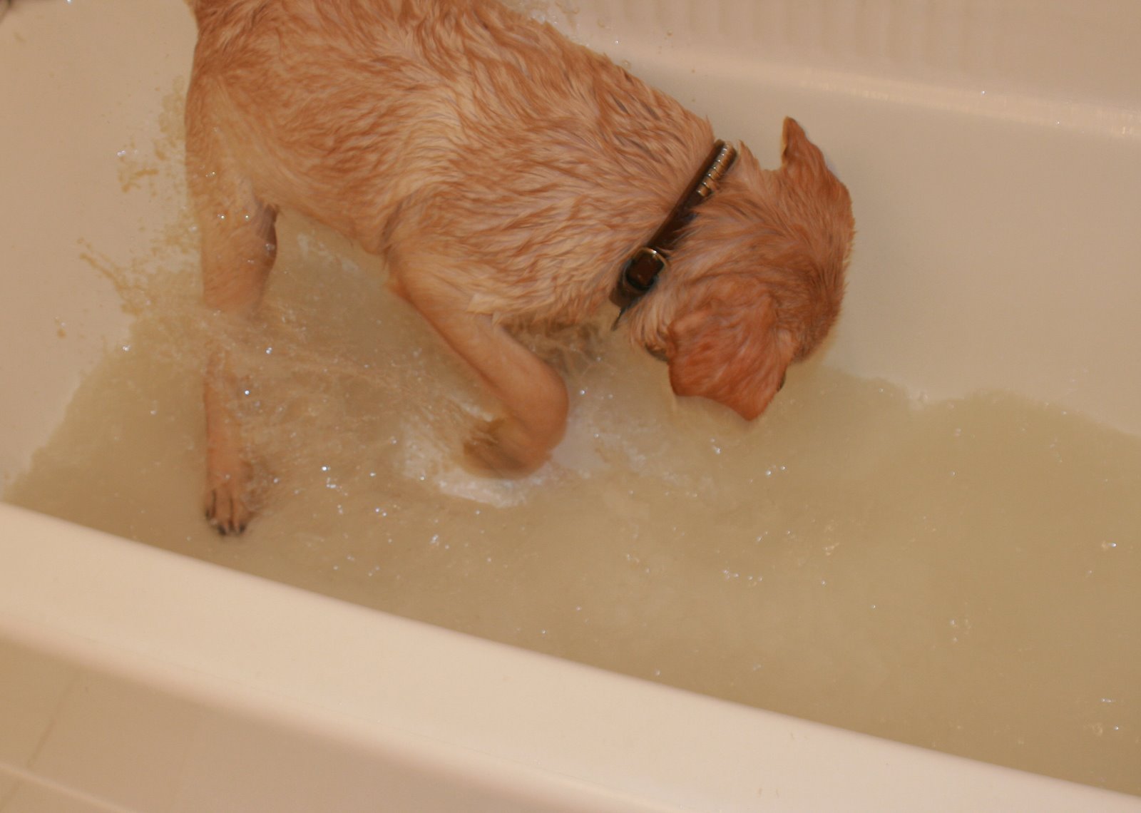 [coopers+second+bath+time+-+digging+the+bath.JPG]