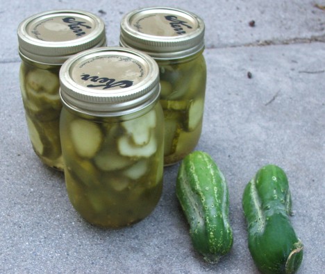 [Cucumbers_to_Pickles.JPG]