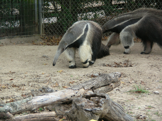 [anteaters.jpg]