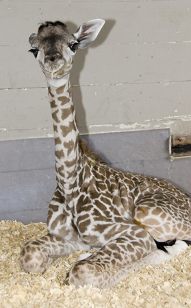 [Baby+Giraffe.jpg]