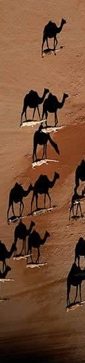 [Camellos+en+turquia2.jpg]