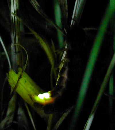 [glowworm5.jpg]