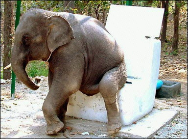 [elephant_toilet.jpg]