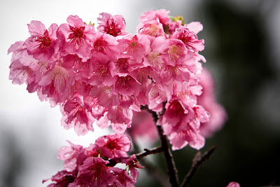 Okinawa Sakura