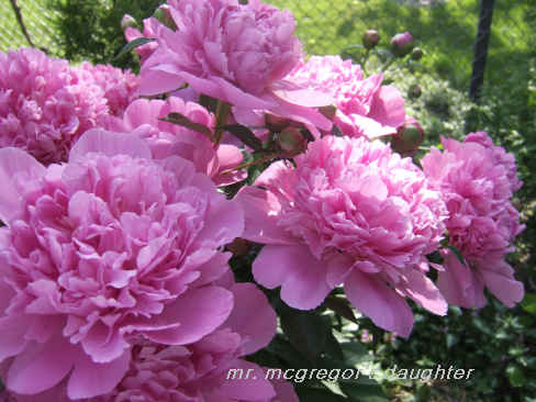 The Pink Peony Mystery