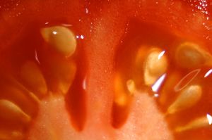 [tomato+close+up.jpg]