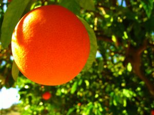 [orange+on+tree.jpg]