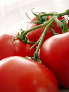 [tomatoes+on+the+vine.jpg]