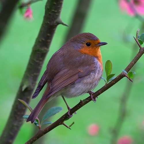 [bird+robin.jpg]