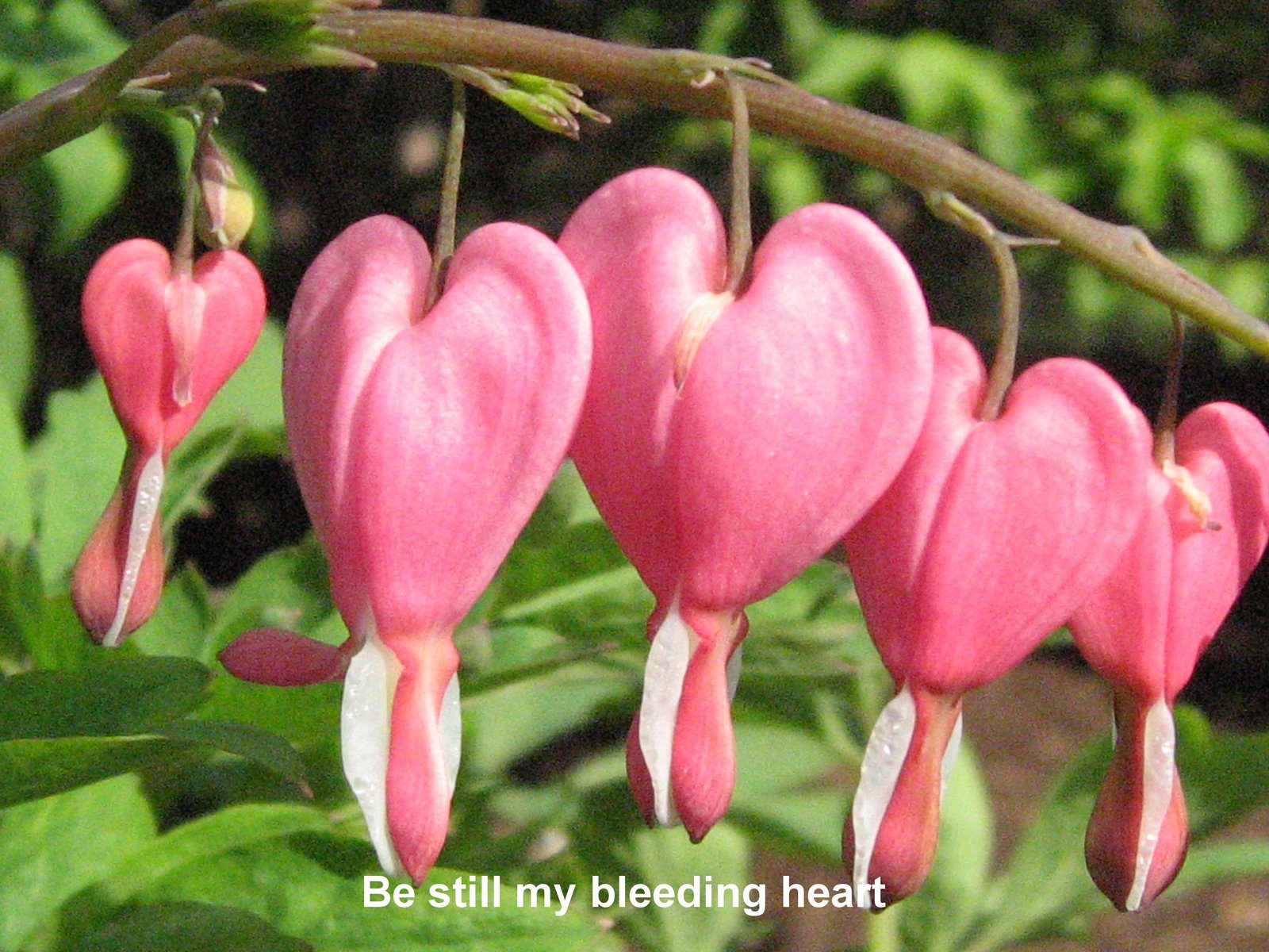 [bleeding+heart+plant+close.jpg]