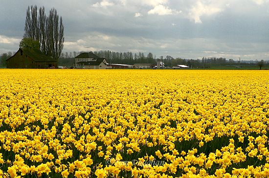 [daffodills.jpg]