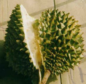 [durian2.jpeg]