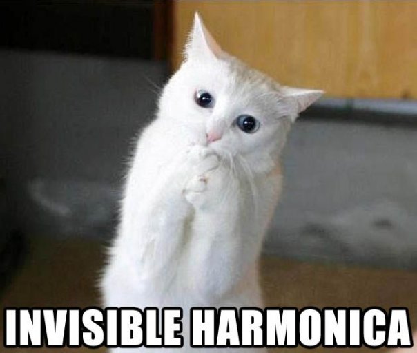 [cat+invisible+harmonica.jpg]