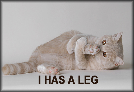 [cat+i+has+a+leg.jpg]