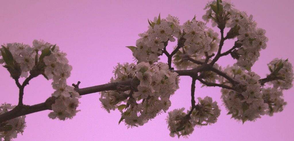[Cherry+blossom+header+pic+med.jpg]