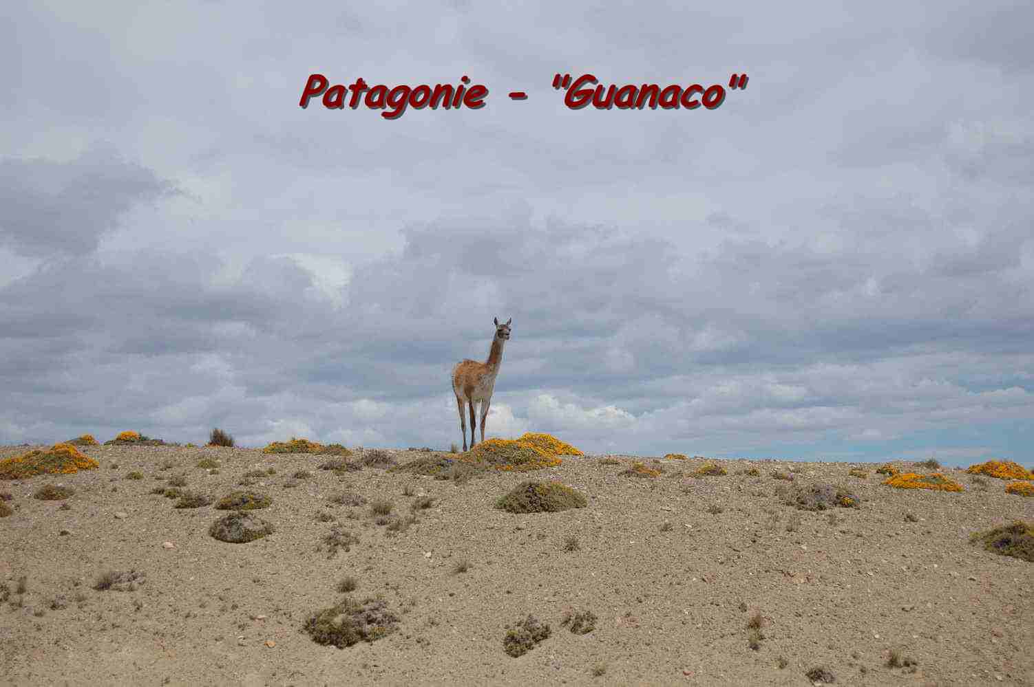 [patagonie+guanaco.jpg]