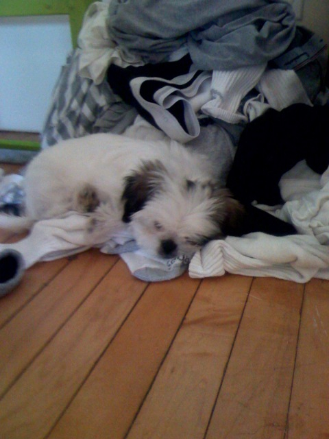 [bagel+sleeping+on+laundry.jpg]