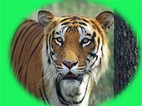 [Indian-Tiger.jpg]