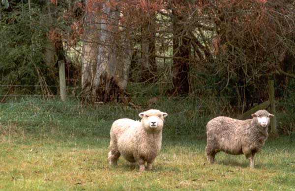 [romney-merino-sheep.jpg]