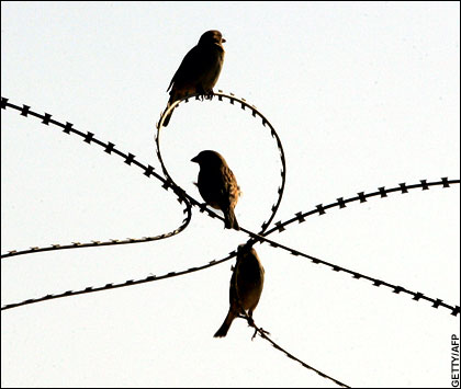 [Birds+are+seen+on+barbed+wires+near+the+Turkey-Iraq+border.jpg]