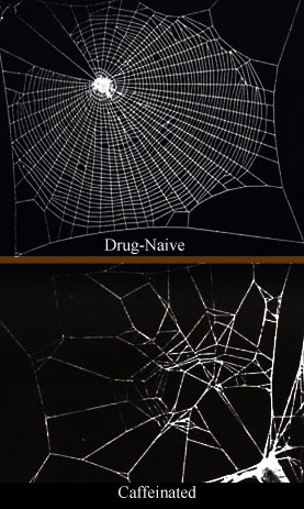 [Caffeinated_spiderwebs.jpg]